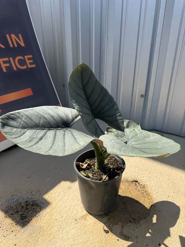 alocasia-reginae-elephant-ear