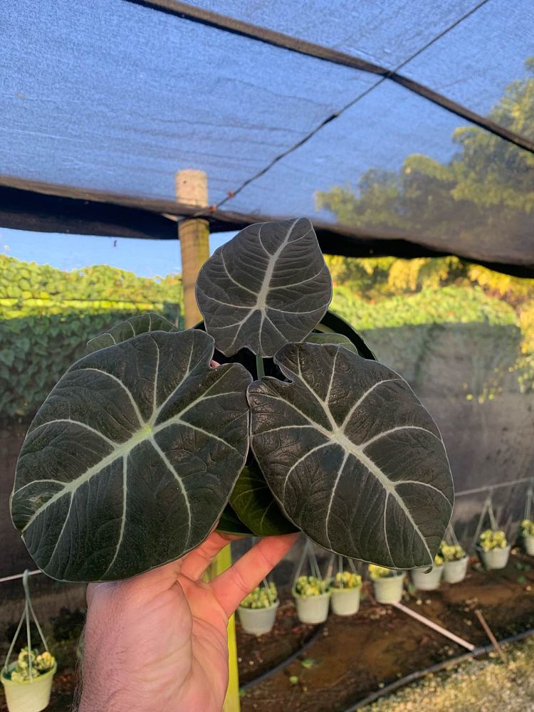 alocasia-reginula-black-velvet-taro-elephant-ear
