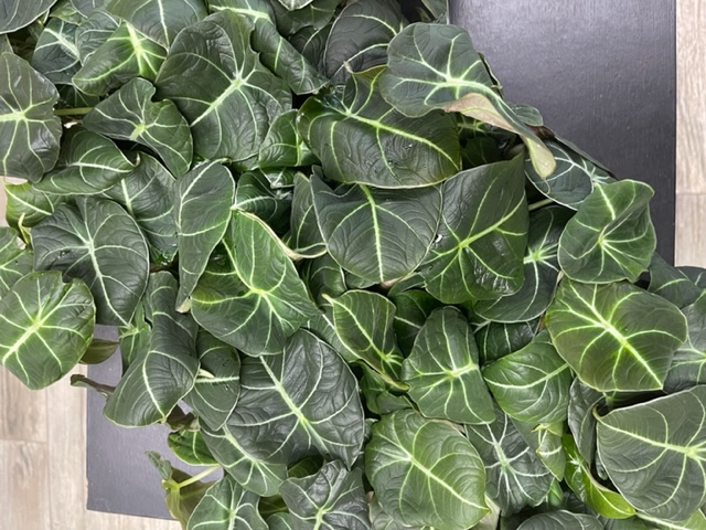 alocasia-reginula-black-velvet-taro-elephant-ear