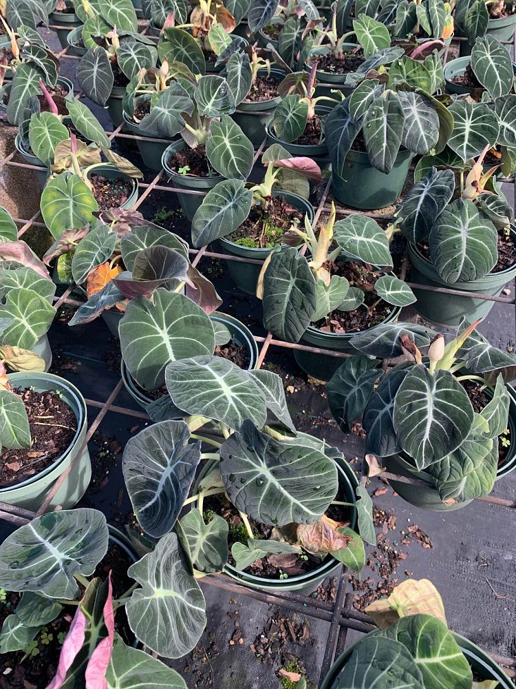 alocasia-reginula-black-velvet-taro-elephant-ear