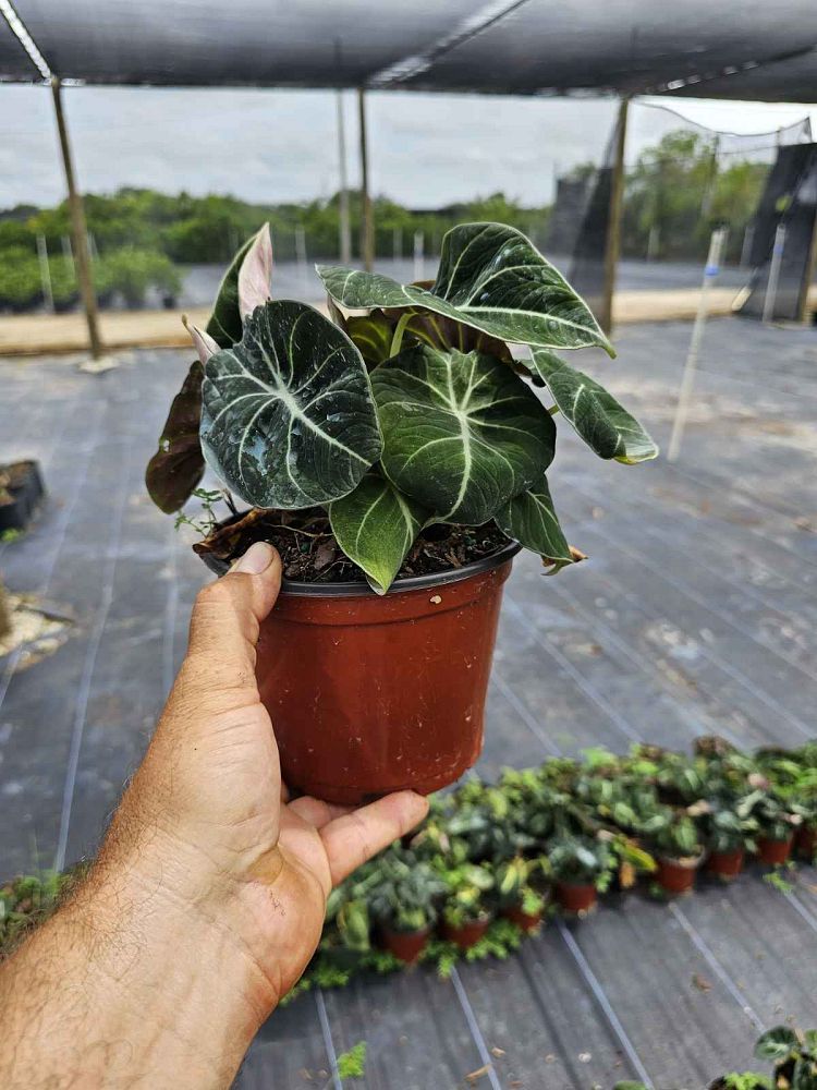 alocasia-reginula-black-velvet-taro-elephant-ear
