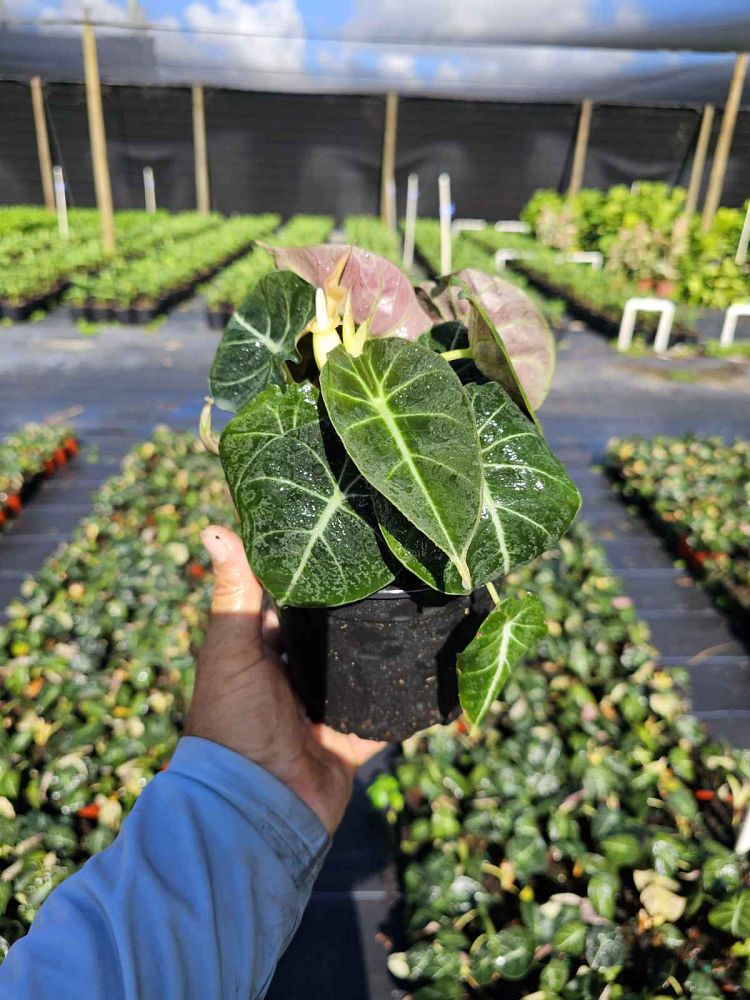 alocasia-reginula-black-velvet-taro-elephant-ear