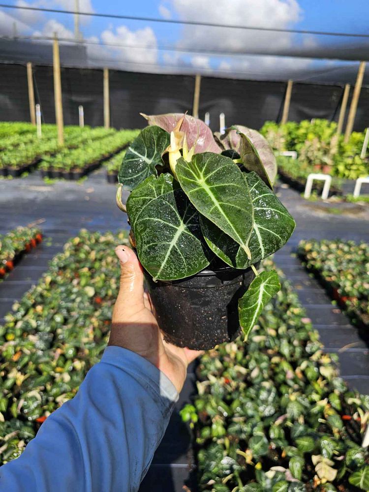 alocasia-reginula-black-velvet-taro-elephant-ear
