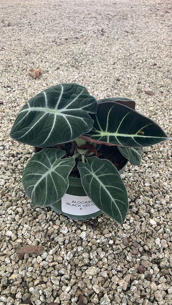 alocasia-reginula-black-velvet-taro-elephant-ear