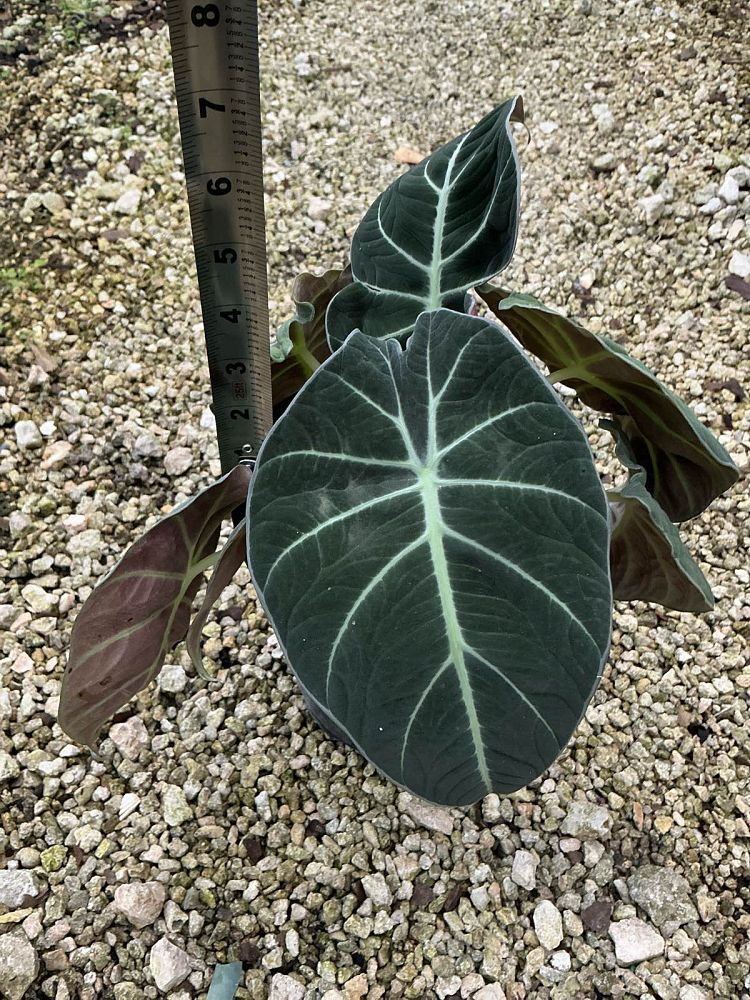 alocasia-reginula-black-velvet-taro-elephant-ear