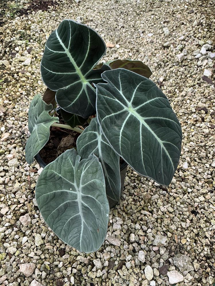 alocasia-reginula-black-velvet-taro-elephant-ear