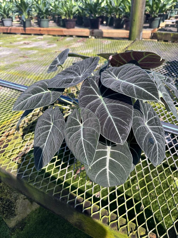 alocasia-reginula-black-velvet-taro-elephant-ear