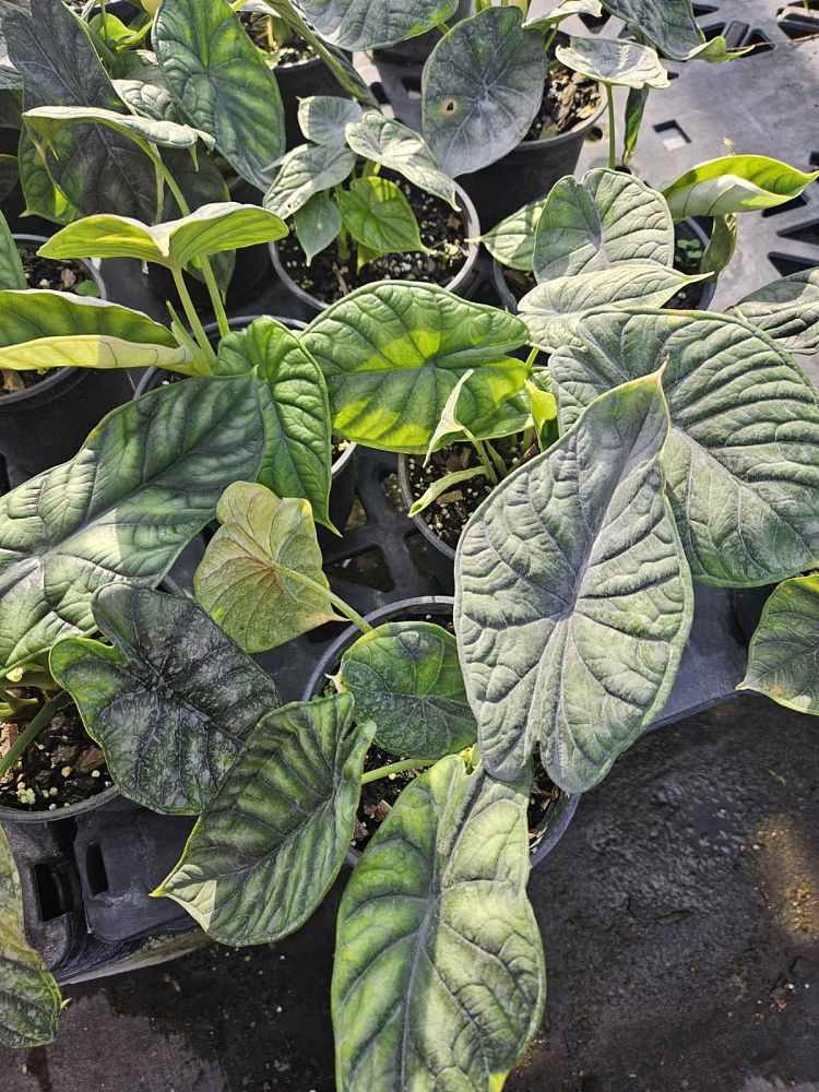 alocasia-rugosa-melo-elephant-ear