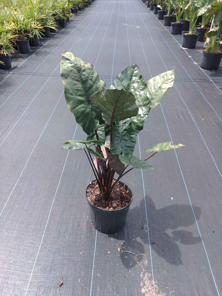 alocasia-sarawakensis-yucatan-princess-elephant-ear