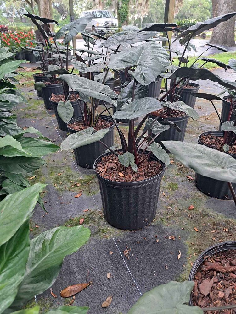 alocasia-sarawakensis-yucatan-princess-elephant-ear