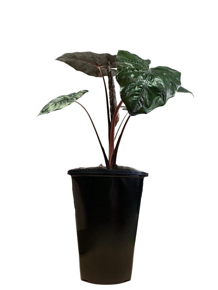 alocasia-sarawakensis-yucatan-princess-elephant-ear
