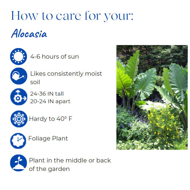 alocasia-sarawakensis-yucatan-princess-elephant-ear