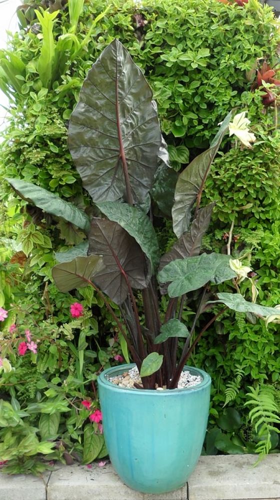 alocasia-sarawakensis-yucatan-princess-elephant-ear