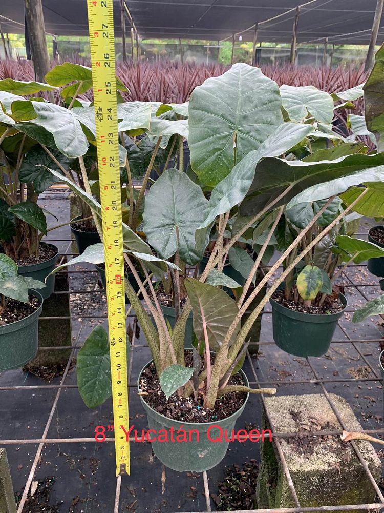 alocasia-sarawakensis-yucatan-queen-elephant-ear
