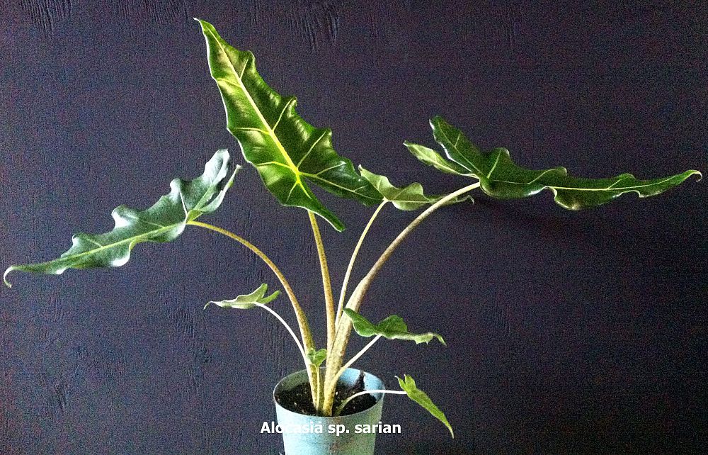 alocasia-sarian-elephant-ear