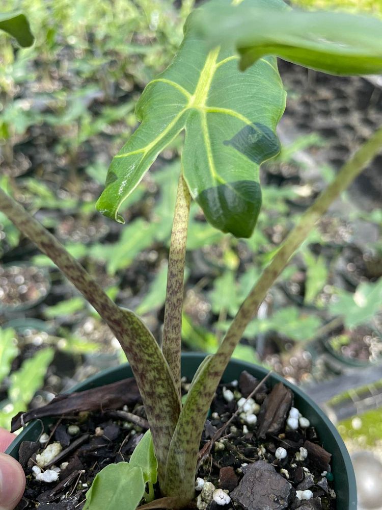 alocasia-sarian-elephant-ear