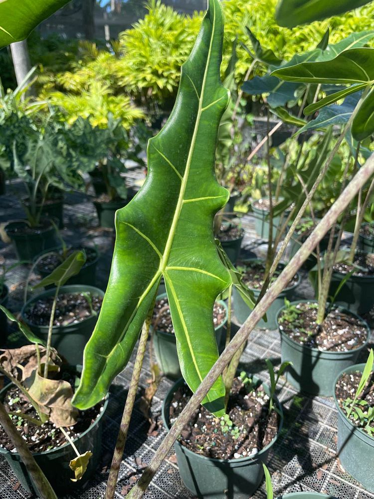 alocasia-sarian-elephant-ear