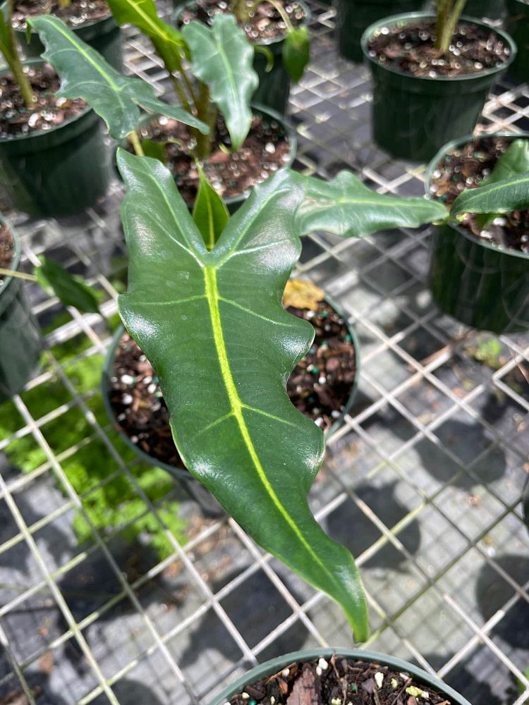 alocasia-sarian-elephant-ear