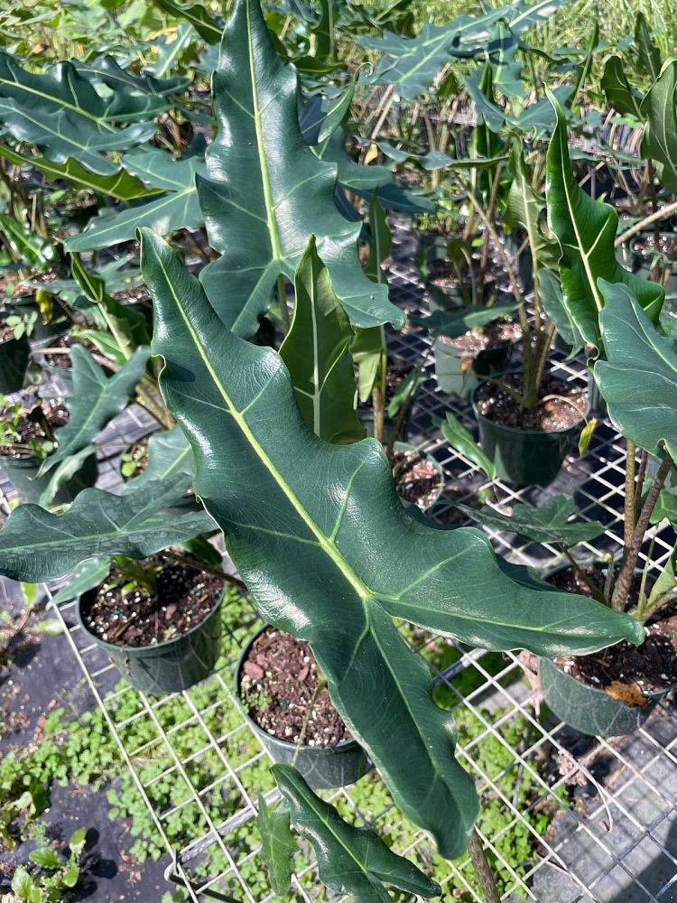 alocasia-sarian-elephant-ear