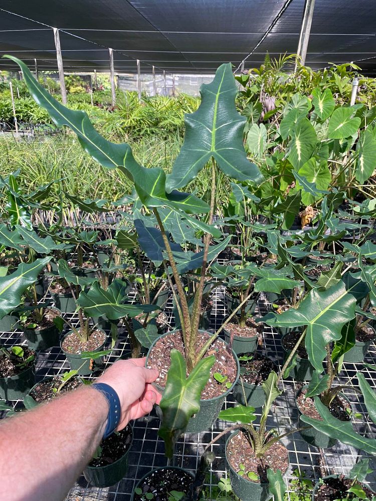 alocasia-sarian-elephant-ear