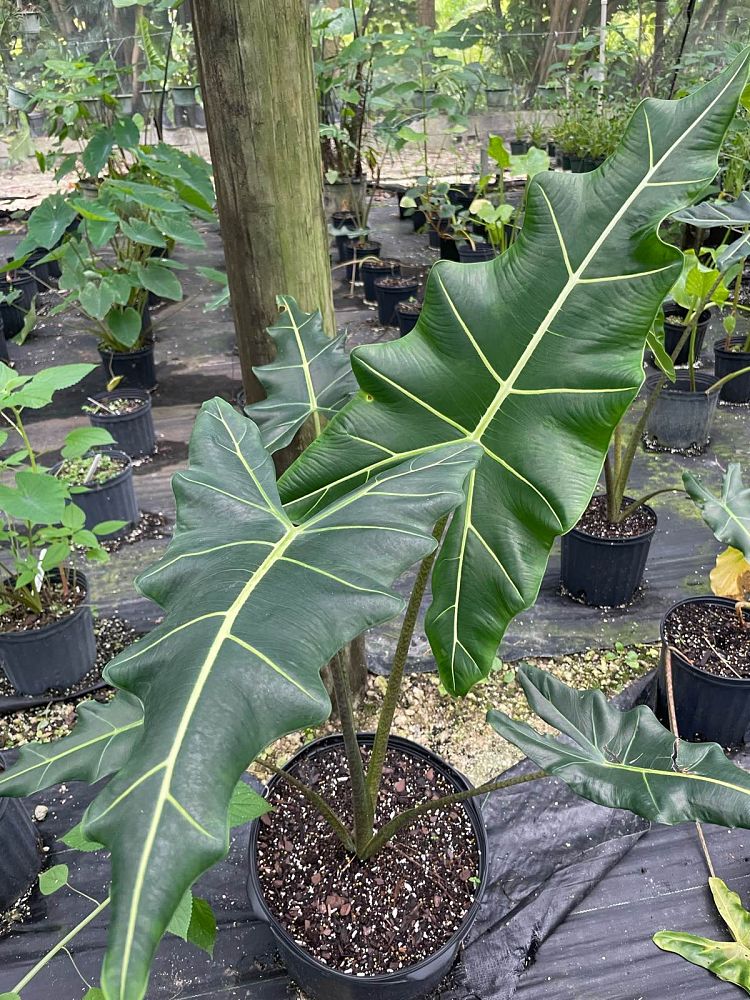 alocasia-sarian-elephant-ear