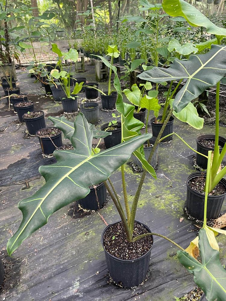 alocasia-sarian-elephant-ear