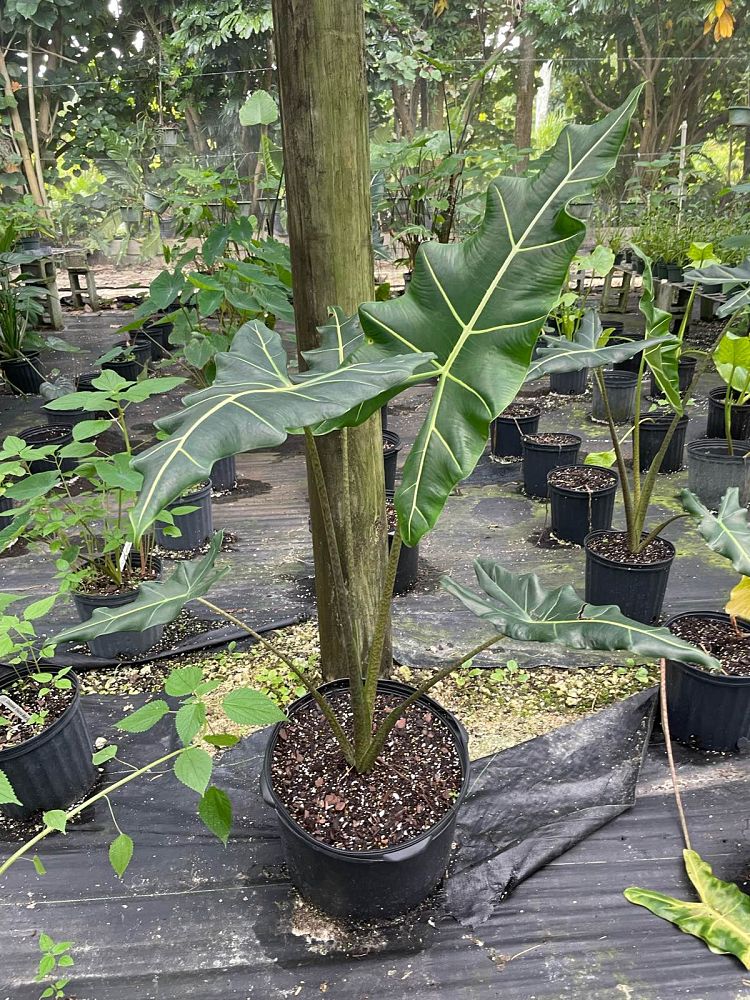 alocasia-sarian-elephant-ear