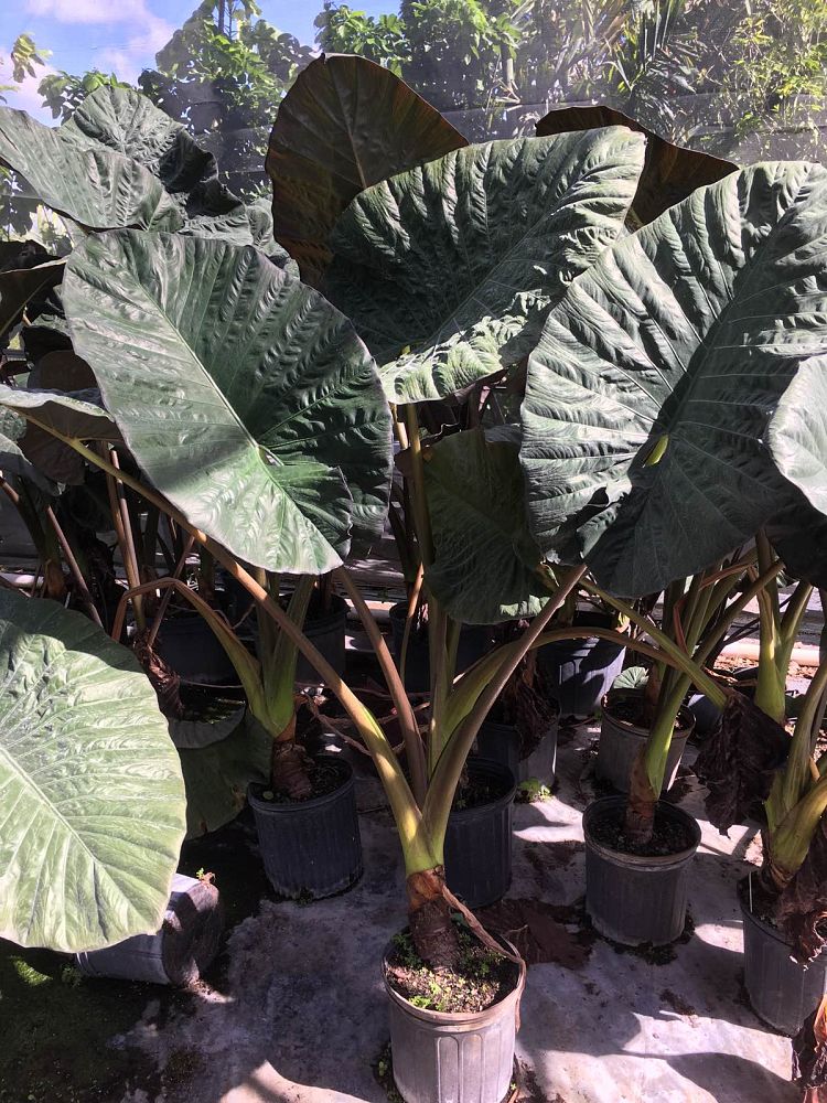 alocasia-serendipity-elephant-ear