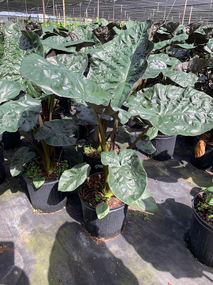 alocasia-serendipity-elephant-ear