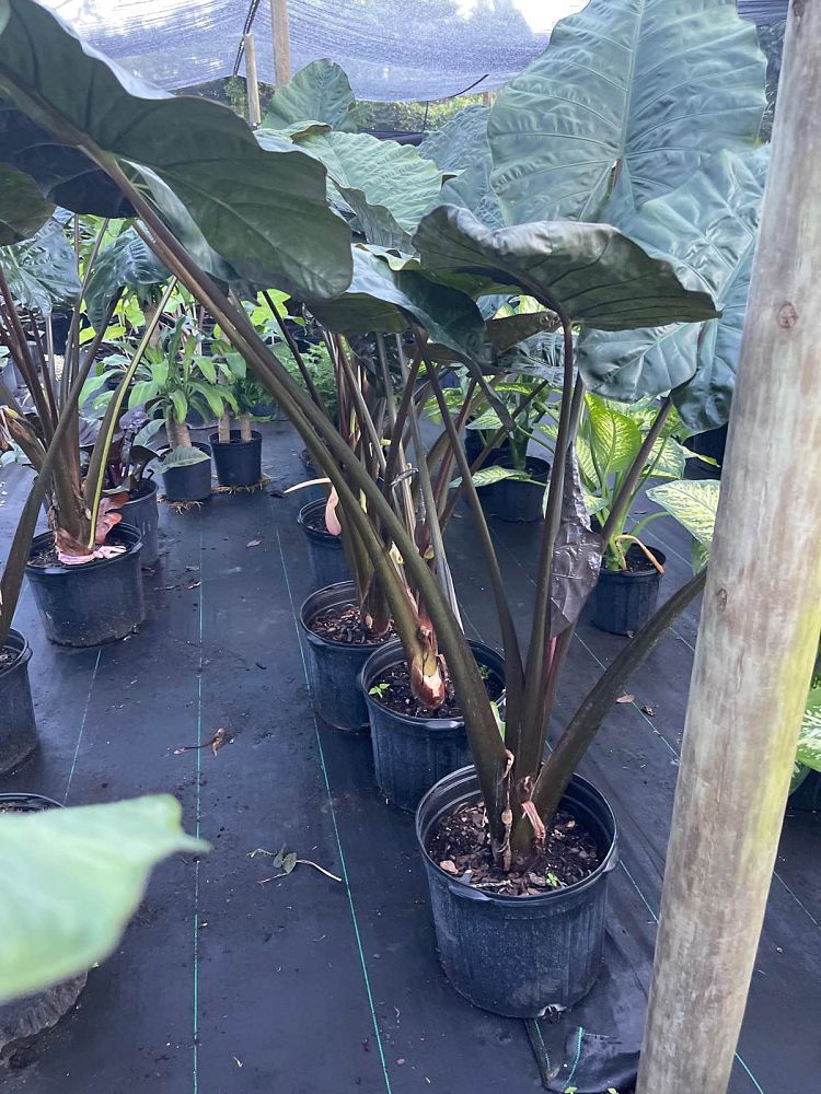 alocasia-serendipity-elephant-ear
