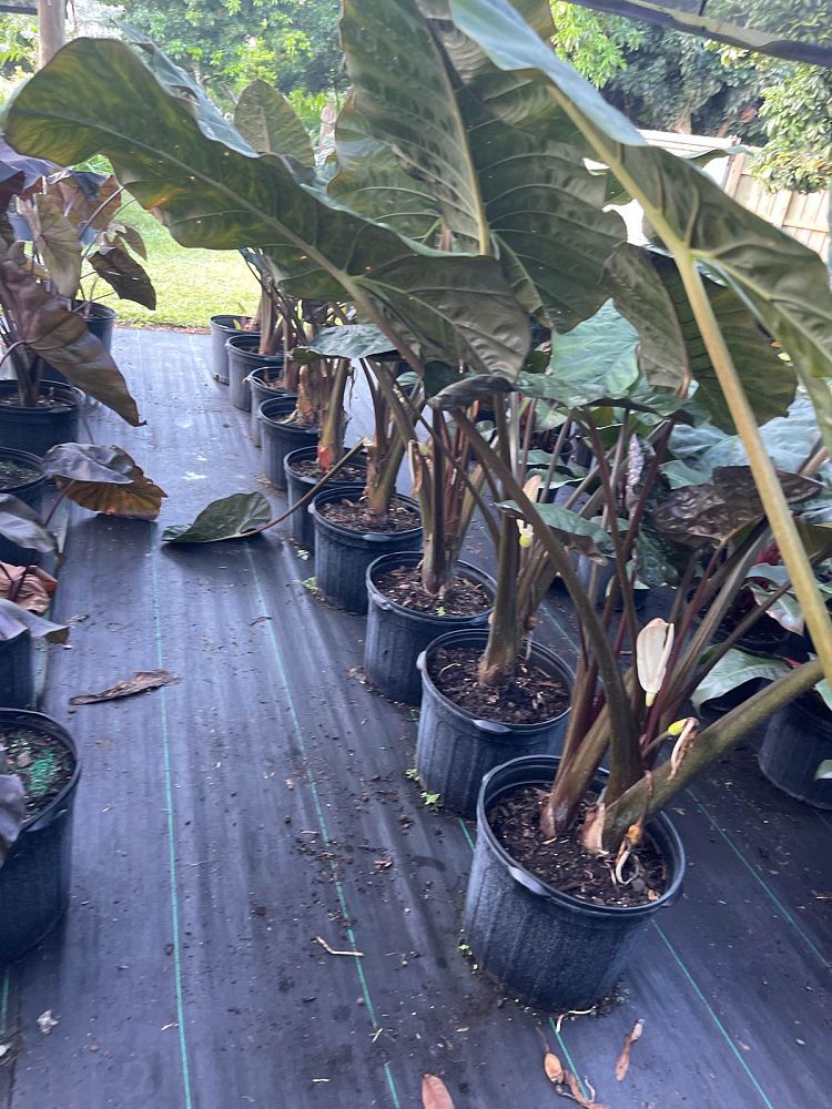 alocasia-serendipity-elephant-ear