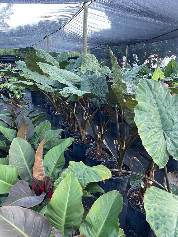 alocasia-serendipity-elephant-ear