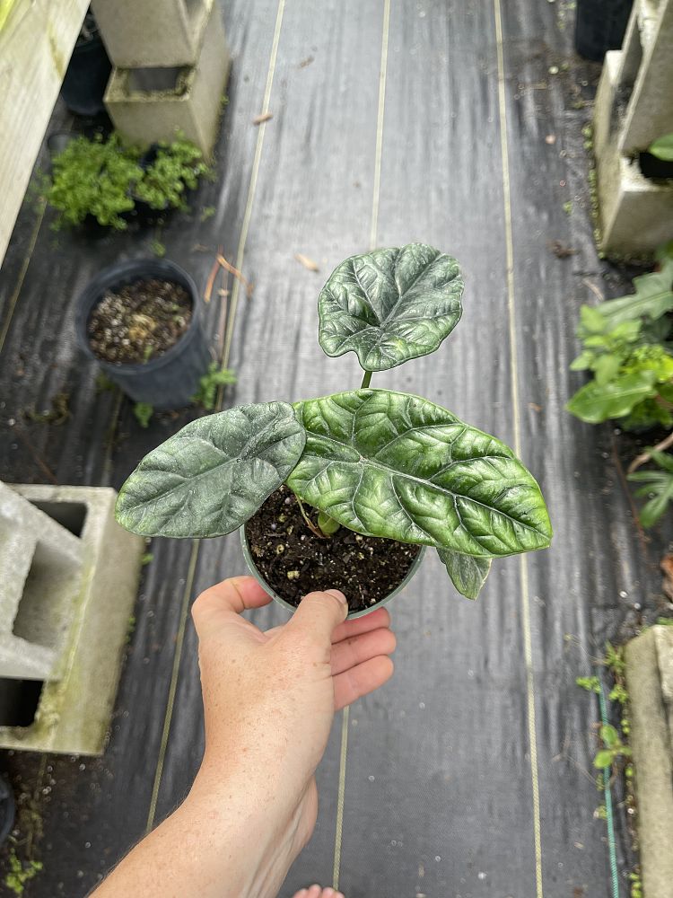 alocasia-sinuata-elephant-ear