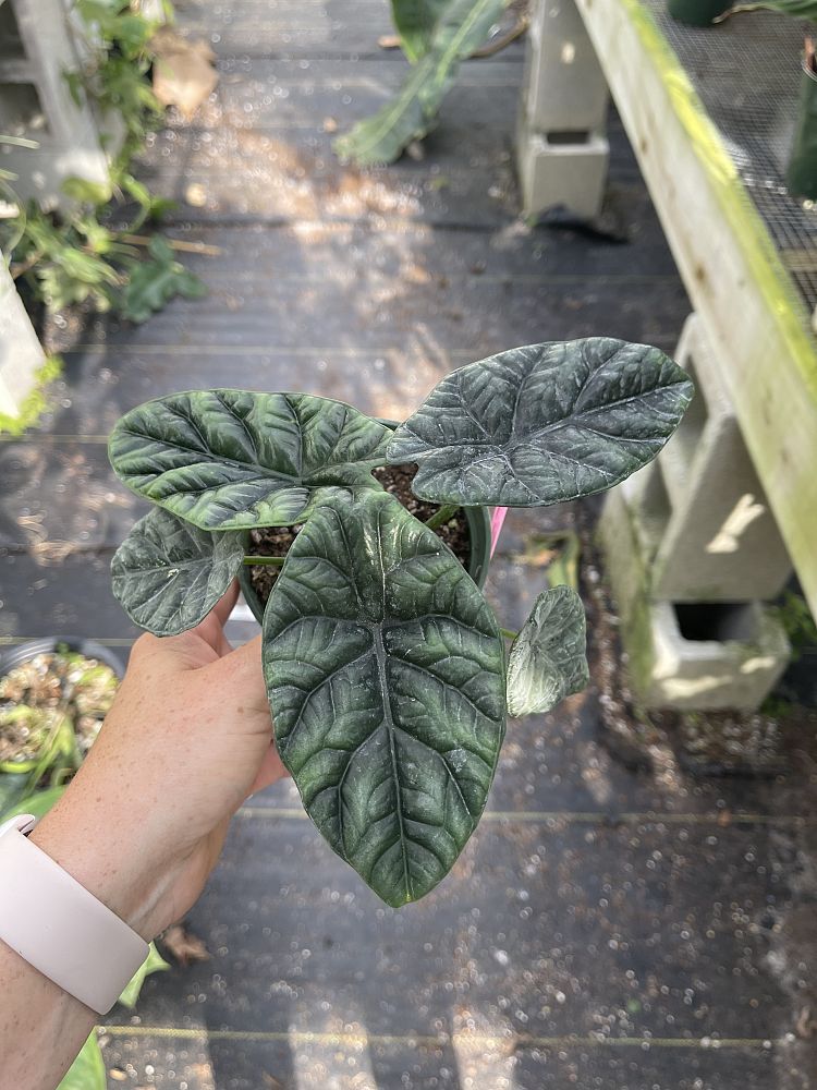 alocasia-sinuata-elephant-ear