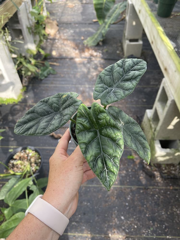 alocasia-sinuata-elephant-ear