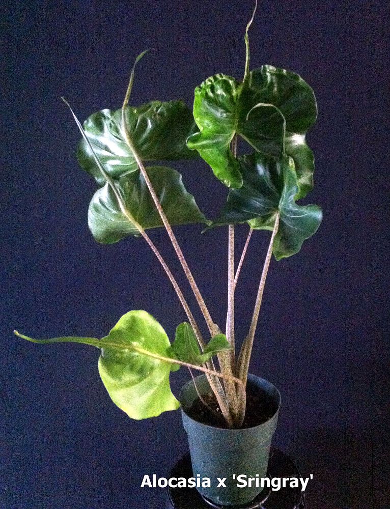 alocasia-stingray-elephant-ear