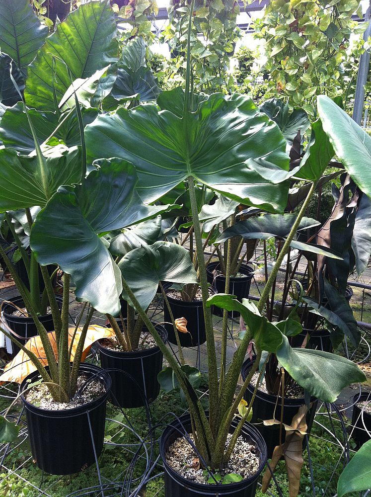 alocasia-stingray-elephant-ear