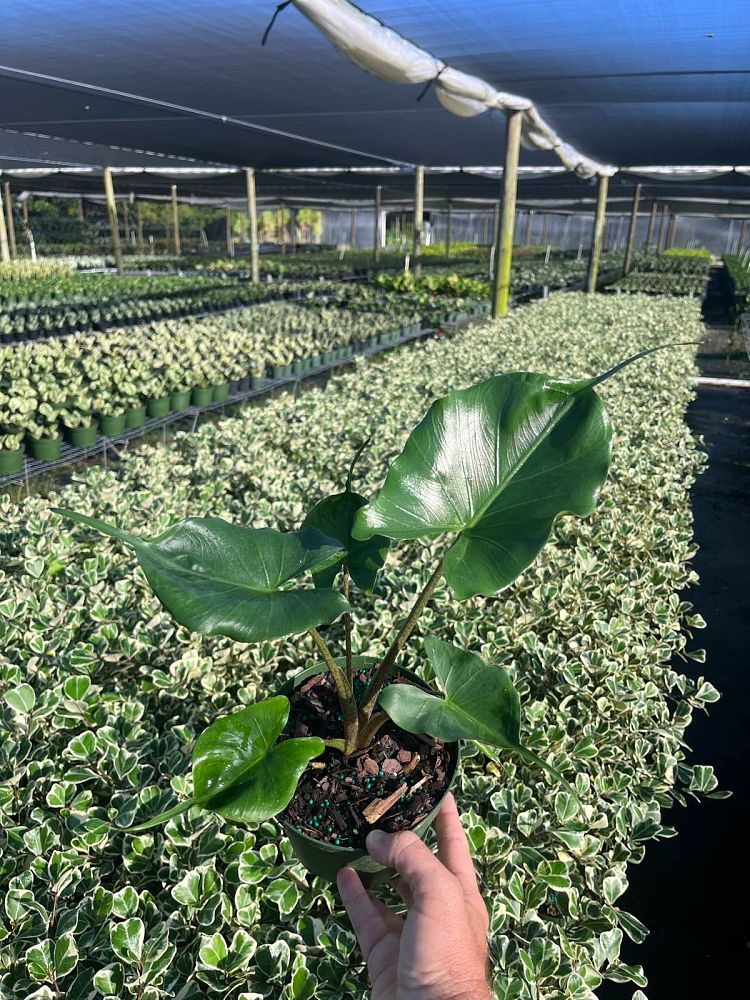 alocasia-stingray-elephant-ear