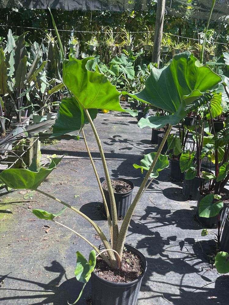 alocasia-stingray-elephant-ear