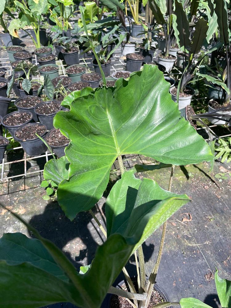 alocasia-stingray-elephant-ear