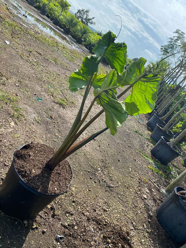 alocasia-stingray-elephant-ear
