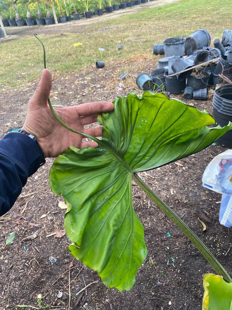 alocasia-stingray-elephant-ear
