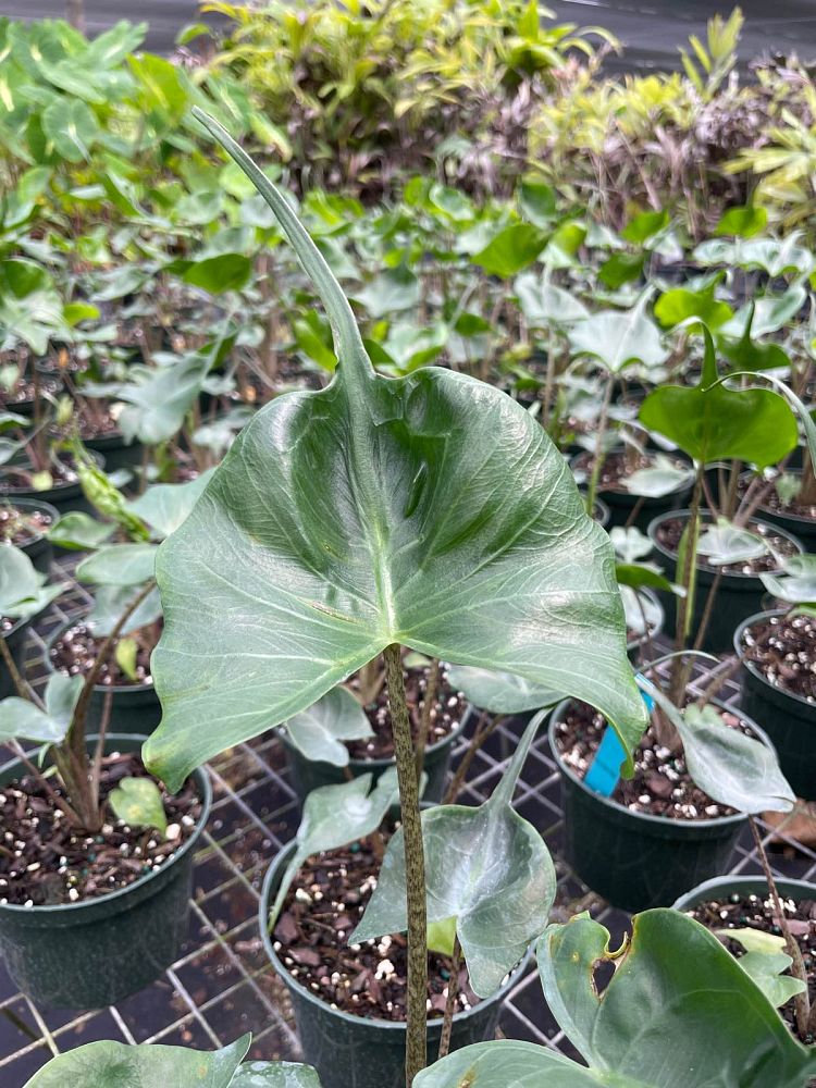 alocasia-stingray-elephant-ear
