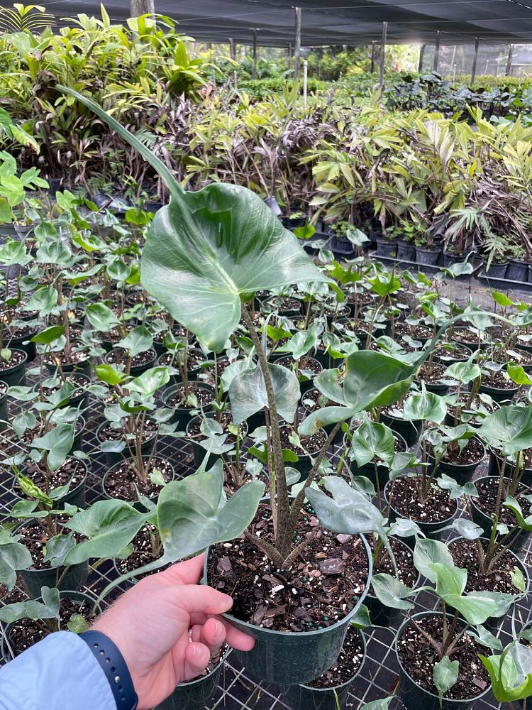 alocasia-stingray-elephant-ear