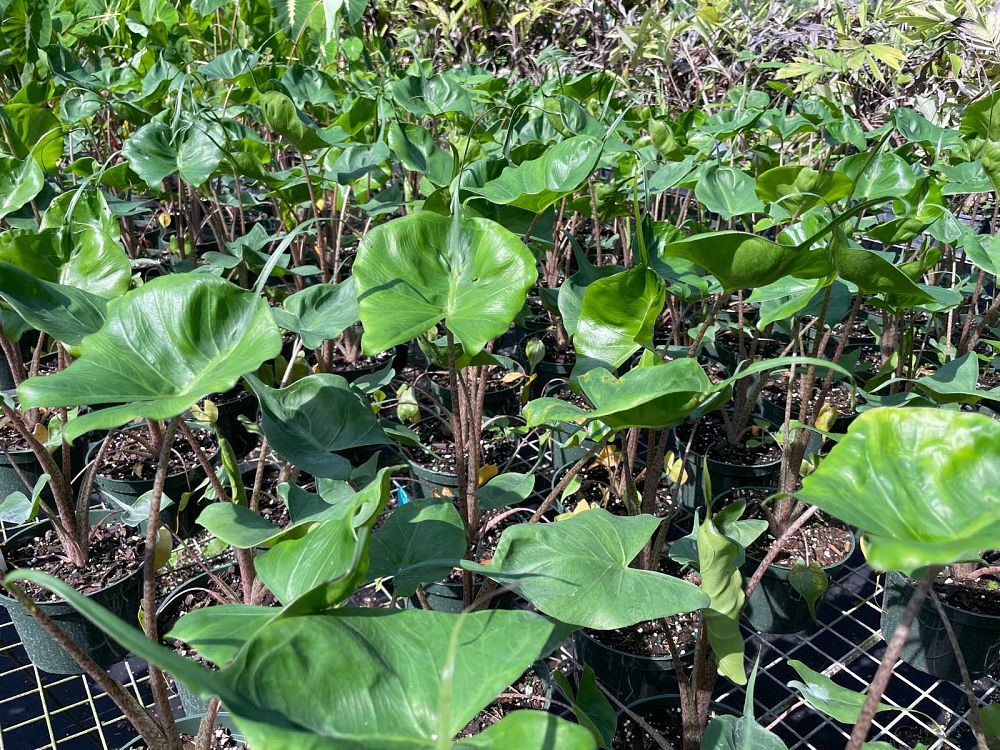 alocasia-stingray-elephant-ear
