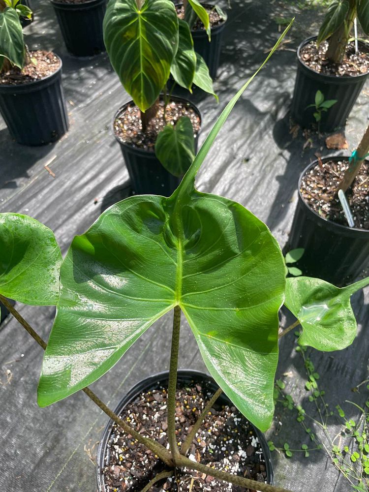 alocasia-stingray-elephant-ear