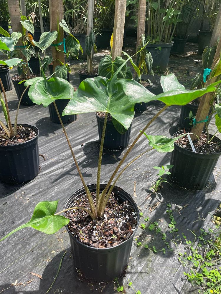 alocasia-stingray-elephant-ear