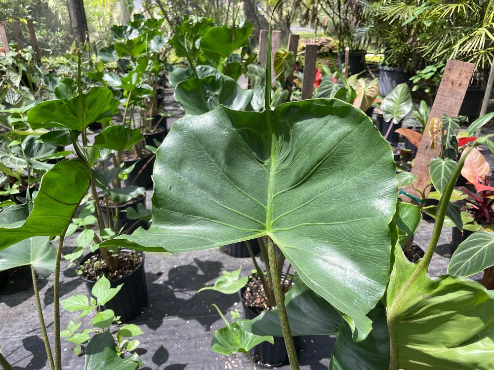 alocasia-stingray-elephant-ear