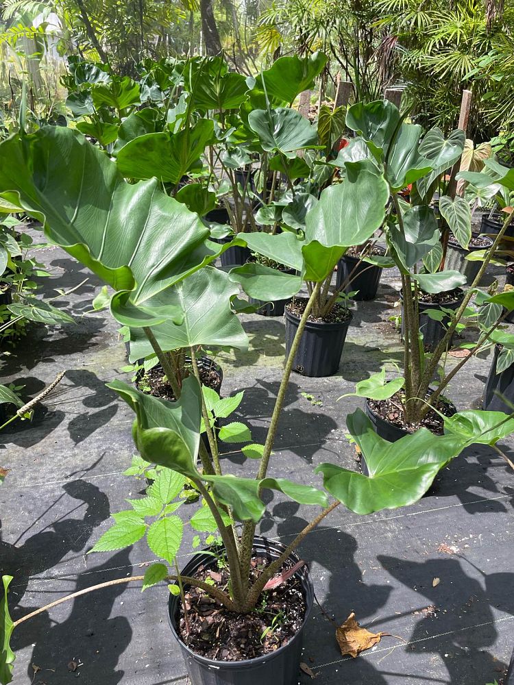 alocasia-stingray-elephant-ear