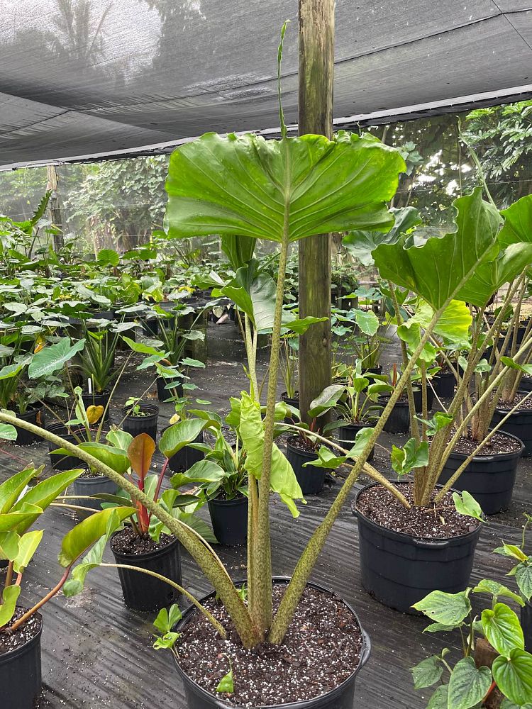 alocasia-stingray-elephant-ear